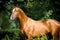 Beautiful golden red Don horse portrait