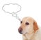 Beautiful Golden Retriever dog breed thinking