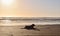 Beautiful Golden Retriever dog laying down on the beach during sunset casting a shadow on the sand