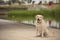 Beautiful golden retriever dog sitting with tongue out in calm and happy attitude, in a park next to a lake. Concept, dogs, breed