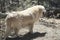 Beautiful Golden Retriever: Gila National Forest