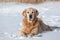 Beautiful golden retriever gnawing stick