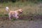 Beautiful golden retriever with lush soft fur walking in a meadow