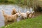 Beautiful Golden Retrievers swimming