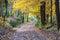 Beautiful golden road covered in Fall leaves