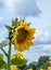 Beautiful golden sunflowers in nature