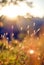 The beautiful golden sunset in the mountains and the dreamy hairy grass