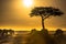 Beautiful golden sunset over the silhouettes of a tree and the wildebeests.