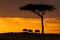 Beautiful golden sunset over the silhouettes of the wildebeests and the trees.