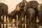 A beautiful golden sunset photograph of a large family herd of elephant drinking