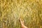 Beautiful golden wheat field, woman`s hands holding ripe grain stem in beautiful sunlight. harvest season wheat