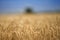 Beautiful golden wheats are growing in a farm field