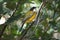 Beautiful Golden Whistler male bird