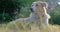 Beautiful golden and white haired dog laying down on a grass