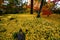 Beautiful golden yellow ginkgo leaves fallen on green grass during autumn in Kyoto, Japan