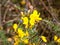 Beautiful golden yellow small gorse broom flowers buds blossom