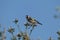 Beautiful Goldfinch bird standing on a plant, blue sky background