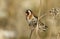 A beautiful Goldfinch, Carduelis carduelis, feeding on the seeds of a wild plant.