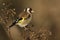 A beautiful Goldfinch, Carduelis carduelis, feeding on the seeds of a wild plant.