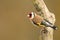 A beautiful Goldfinch Carduelis carduelis perched on a branch.