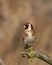 Beautiful Goldfinch, Carduelis carduelis, perched on end of tree branch