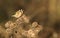 A beautiful Goldfinch Carduelis carduelis perched and feeding on the seeds of Greater Burdock Arctium lappa.