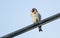 A beautiful Goldfinch Carduelis carduelis perching on a cable against a blue sky.