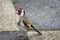 A beautiful goldfinch cought on camera
