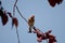 Beautiful goldfinch resting on a tree branch in the garden of a country house. The beauty of nature. Free animals