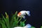 the Beautiful Goldfish Pet in House Tank or Aquarium. 18 Nov 2021