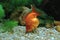 the Beautiful Goldfish Pet in House Tank or Aquarium. 18 Nov 2021