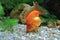 Beautiful Goldfish Pet in House Tank or Aquarium. 18 Nov 2021