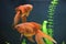 the Beautiful Goldfish Pet in House Tank or Aquarium. 18 Nov 2021