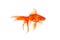 Beautiful goldfish swimming