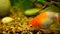 Beautiful GoldFish Swims in fish tank or home aquarium