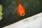 Beautiful goldfishes in pond - orange fish swiming and waiting feed food on the water surface