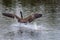 Beautiful Goose Landing in Water