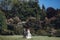 Beautiful gorgeous bride and groom posing in sunny spring park among green leaves blooming. happy wedding couple walking in green