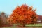 Beautiful gorgeous tree with red autumn foliage at sky and country