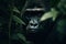 Beautiful gorilla peeking through leaves in the rainforest. Generative AI