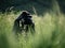 Beautiful gorilla resting in dense green grass. Selective focus.