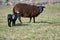 Beautiful Gotland sheep with lambs and Dorper sheep crosses with lambs in a meadow on a sunny spring day on a farm in Skaraborg