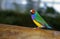 Beautiful Gouldian Finch