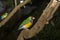 Beautiful Gouldian Finch