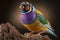 Beautiful Gouldian Finch Close Up. Colorful and Vibrant Animal.