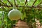 Beautiful gourds hang from trellis of vine tunnel