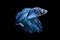 Beautiful and graceful blue betta fish