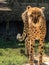 Beautiful and graceful cheetah walking
