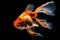 A beautiful and graceful fish swimming in a tank - This fish may be a brightly colored tropical fish. Generative AI