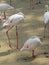 Beautiful and graceful flamingo bird walking near the lake in the zoo of Erfurt.